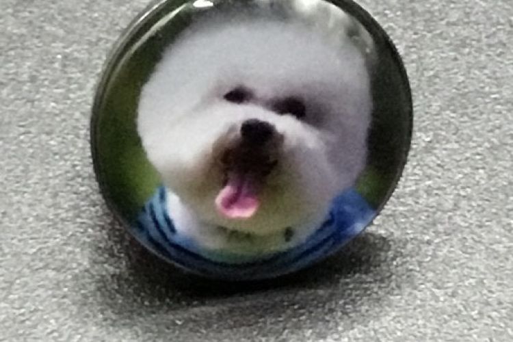 Bouton pression chien